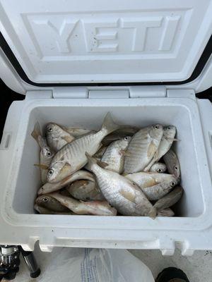 Miss Violet Head Boat & Charter Fishing