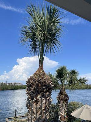 Stillman's Tree Service