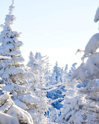 Live Free Photography