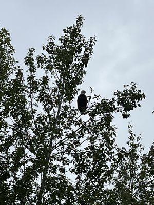 Haines Rafting Company