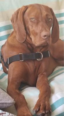 Canis-Magnus Kennels