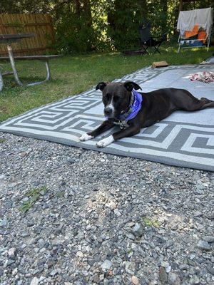 St Joseph Animal Wellness Clinic PC