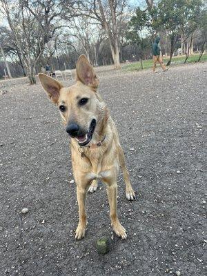 The Bark Park of Alamo Heights