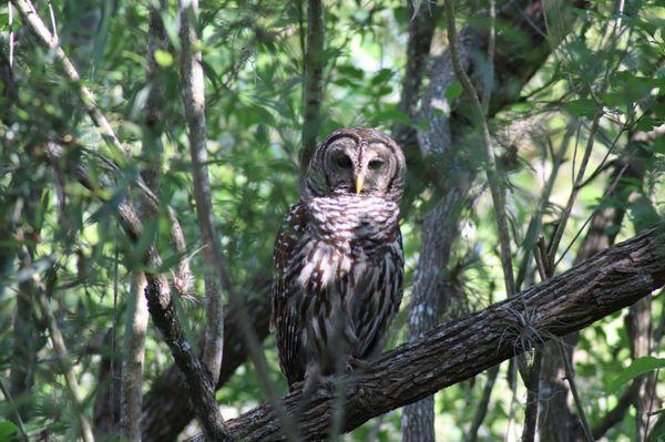 C & G's Swamp Buggy Tours