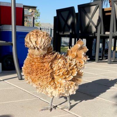 Bark-A-Lounge Pet Specialty Services