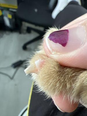 A Brush Above Pet Grooming