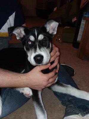 Our puppy's face swelling up after getting too large of a dose from 5 star vet