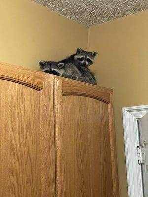 Seavers Beavers And More Wildlife Management & Removal