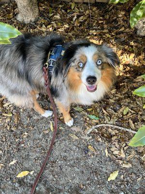 Prospective therapy dog