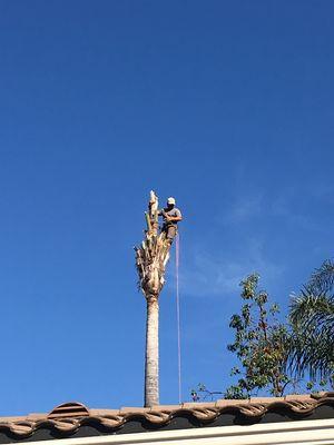 Ivory Coast Landscape & Tree Service