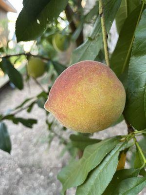 Crockett Haus peach from Eckhardt Peach trees we planted in the Biergarten.