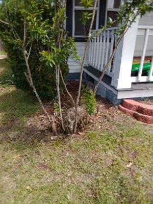 Dream Team Property Cleanups