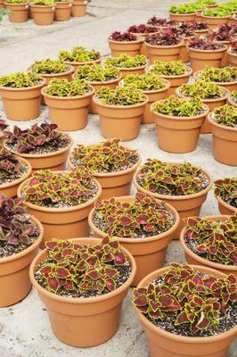 Breckendale Flower Farm