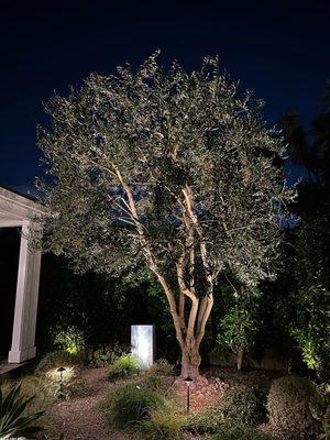 Tim Ynclan's Artistic Tree Service