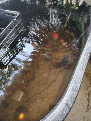 Asia Gifts & Aquarium