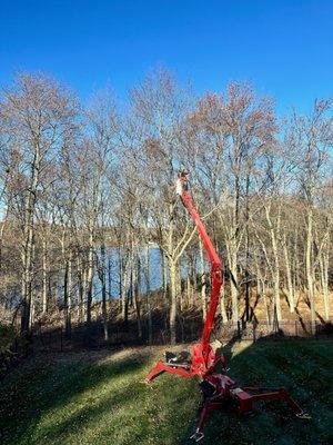 New York Tree Masters
