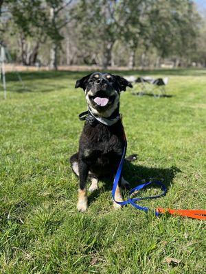 Central Coast: Off Leash K9 Training