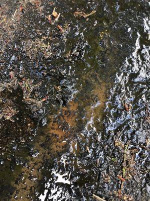 Rust on the ground of the carports.. but they don't want to accept liability?!