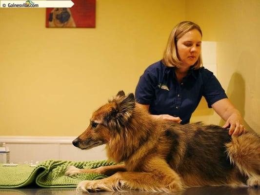 Dr. Spinosa doing acupuncture.