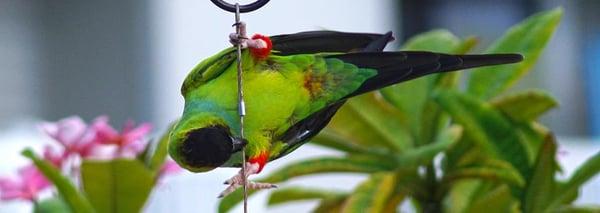 Anna Maria Island is home to Nanday Parakeets.