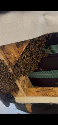 Southwest Honey and M Bee Removals