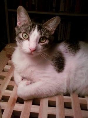 Paws In The City Pet Sitting