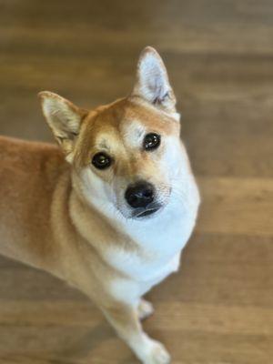 Just Around The Corner Pet Sitting & Home Services