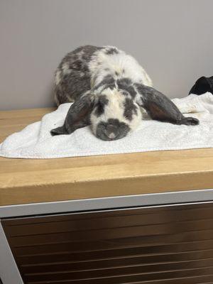 Hope Animal Hospital