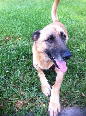 Comfort Kennels