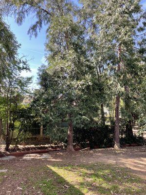 George Salinas Tree Preservation