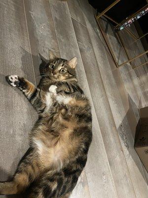 Town & Country Veterinary Hospital