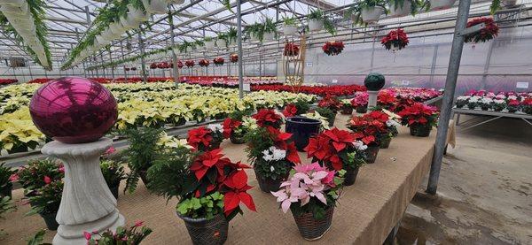 Ever-Green Greenhouse