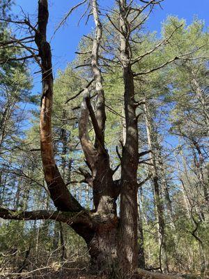 A stately old (dead) tree along the main trail