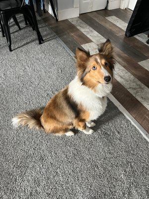 Bark Avenue Pet Salon