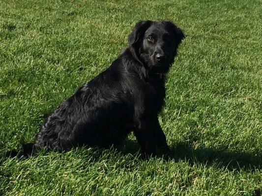 The Spoiled Dog Salon & Resort