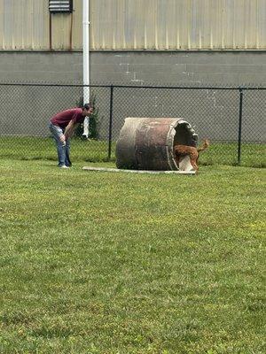Fun in the dog park.