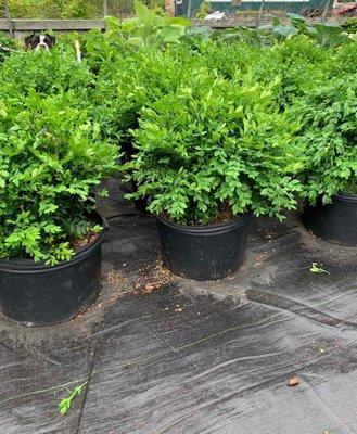 C & C's Plants and Landscapes