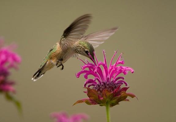 Bee Balm flower