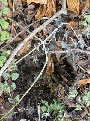 A-Tech Pest Solutions, Inc