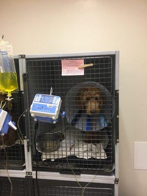 Park Animal Hospital