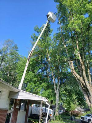 Lopezitos Trees Service