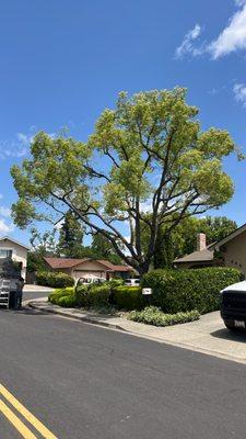 Hernandez Tree Service