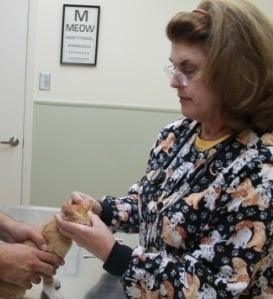 Photo credit: http://crittersandcrayons.com/2011/07/01/we-found-a-kitten-on-our-doorstep-and-now-we-have-three/