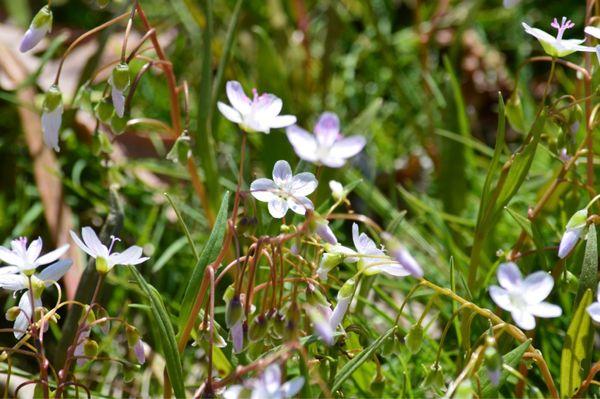 Bellefontaine Cemetery