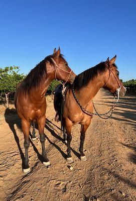 Napa Valley Equine