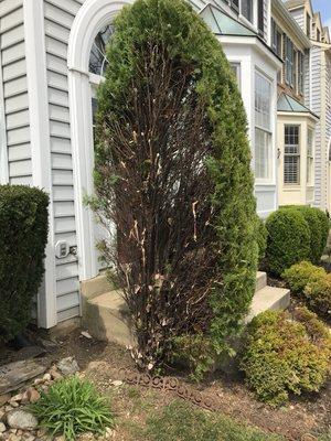 John M. Dyer Complete Tree Service