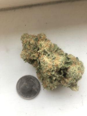 A Flower Bud Next to a Quarter