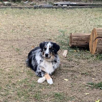 Opie needs a play date.