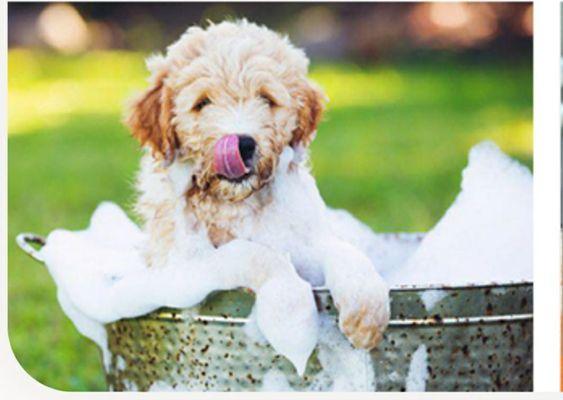 Mikara Mobile Grooming