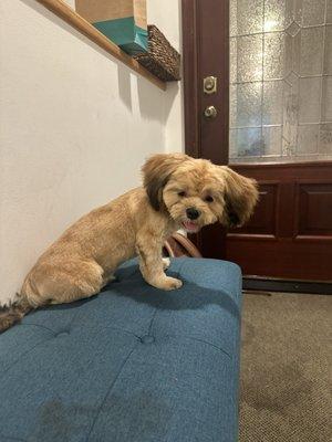 Wag Club